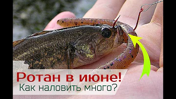 Как и где ловить ротана в июне?