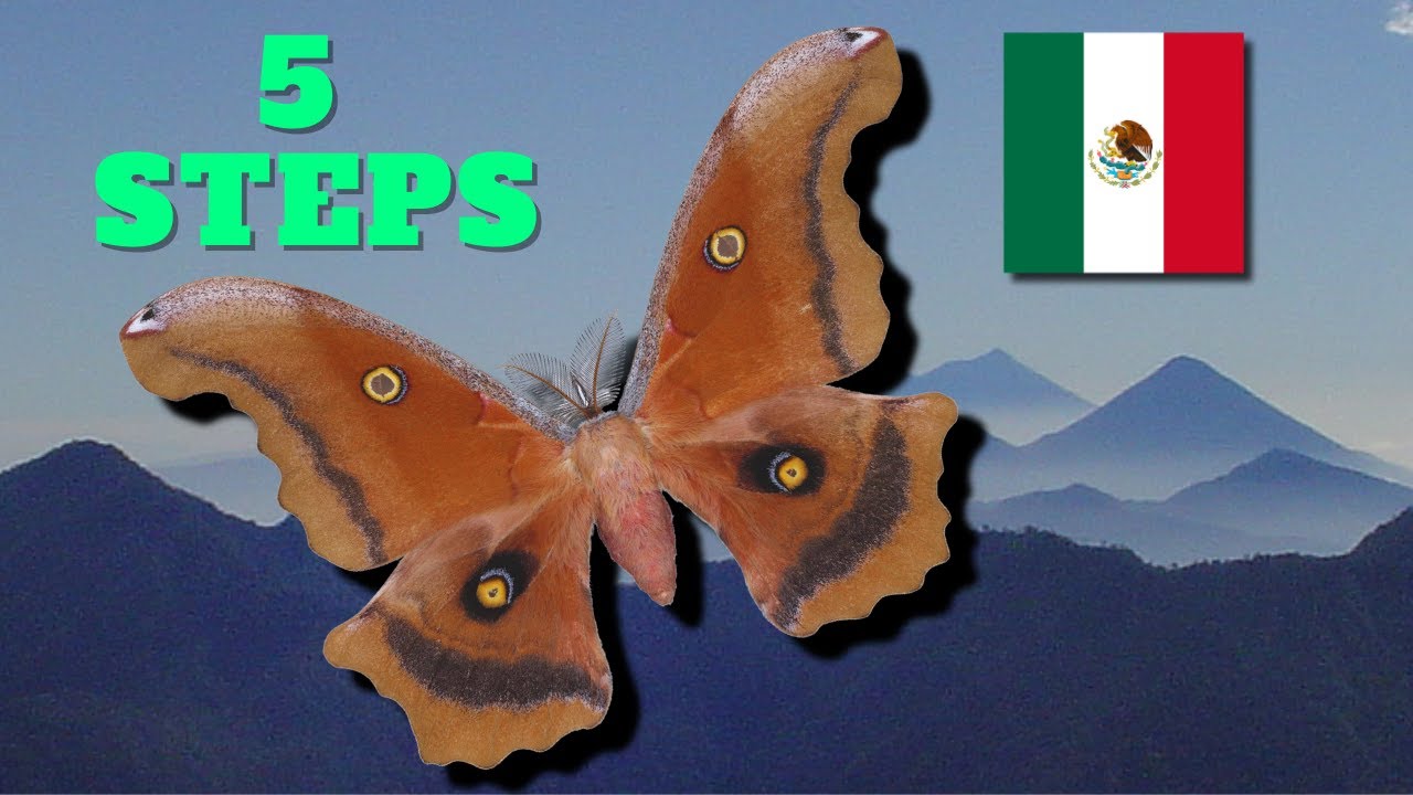 РЕДКАЯ МЕКСИКАНСКАЯ МОТЫЛЬ: КАК РАЗМНОЖИТЬСЯ ЗА 5 ШАГОВ? - Antheraea montezuma (Montezuma Emperor)
