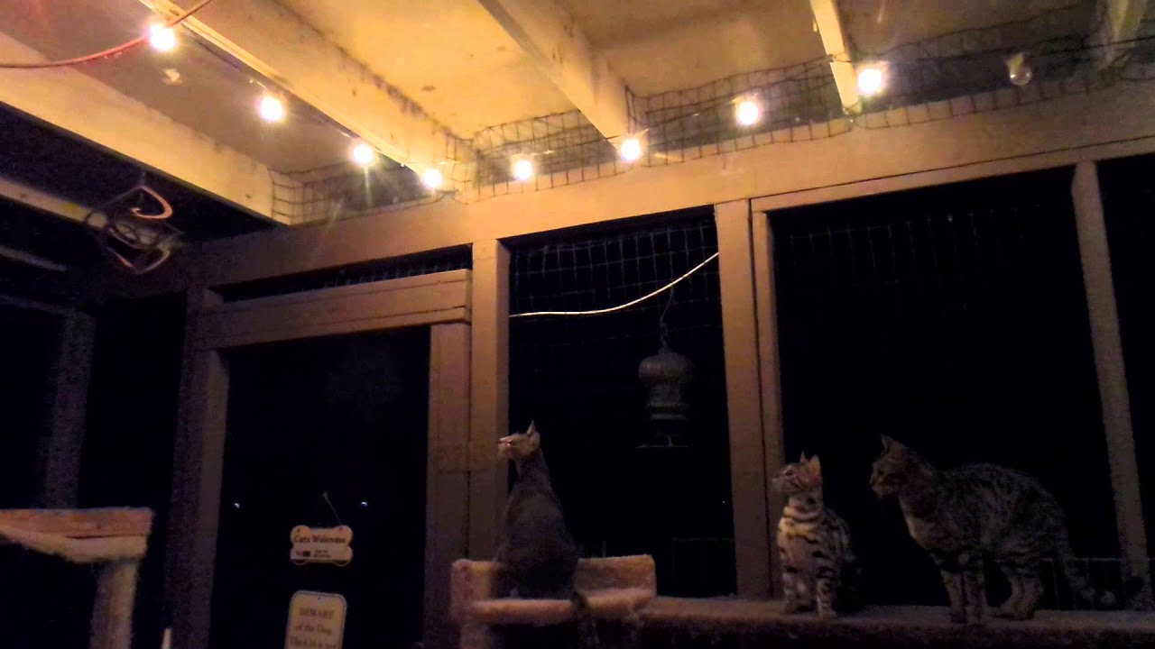 Moth Hunters: Leaping Lucifur!