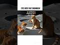 Sad Cute Cat Story 😢🐾 | Emotional Cat Viral Video #viral #cat #lovelycat #mycat #@irsya03 funny