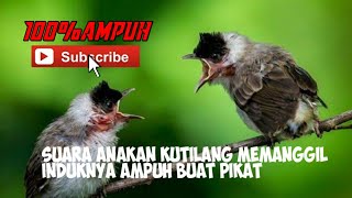 Download Lagu Suara anakan kutilang memanggil induknya Ampuh buat pikat MP3