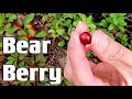 BEARBERRY : The Fruit That is  Popular Among Bears and Bedwetters (Uva-ursi)- Weird Fruit Explorer