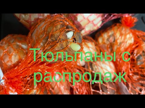 Что делать с луковицами тюльпанов, купленных на распродаже поздней осеню