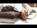 おじゃましまーす 添い寝しにくるウサギのちはや(チャップ・ダンダンウー)I take a nap with a rabbit