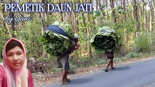 Country mania from sitapen purwokerto 'Pemetik Daun Jati' by YaniRasimun