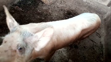 PIGGERY PROJECT