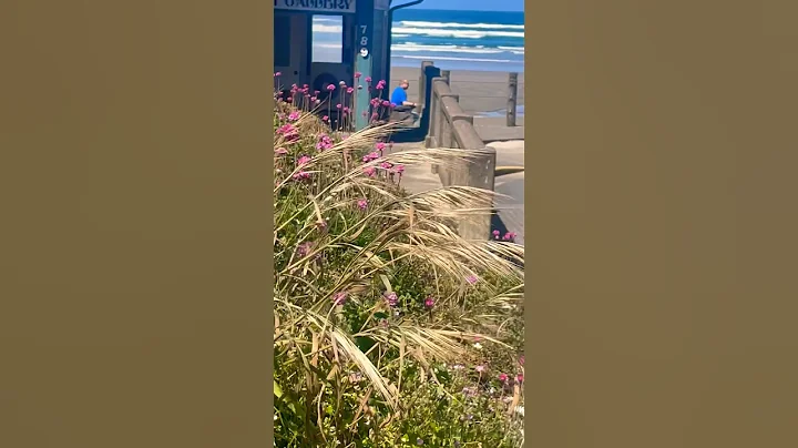 May It Be 🌸💜🌊🦅#Julia Weston#May it Be#Love#Nye Beach#Summer vibes#Oregon#￼ wildflowers#Beautiful