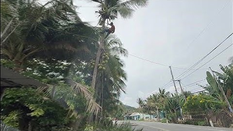 Cưa Cây Dừa Siêu Trái Trên Tiến Đường Hà Tiên Phú Quốc