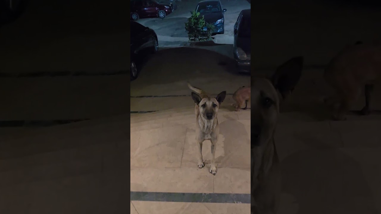 باب العماره مقفول و الكلب مش عارف يطلع رد الفعل مفاجأه 