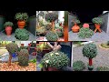 Creeping inchplant,Callisia repens,Bolivian jew,Turtle vine propagation & Growing tips || മലയാളം