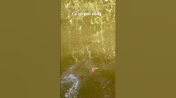 Mé ruộng cá rô đồng nhiều quá #thápmườiquêtôi #fishing #câucárôđồng