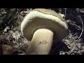 Кубанские белые грибы 01 07 2020