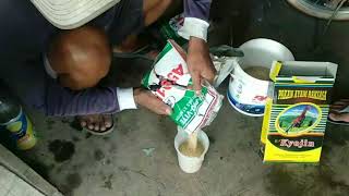 Cara campur kyojin dengan konsentrat yg benar.hasil lebih memuaskan