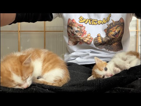 シバにゃんず2周年ありがとう✨3年目もよろしく‼️ - YouTube