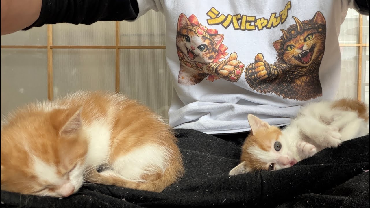シバにゃんず2周年ありがとう✨3年目もよろしく‼️ - YouTube
