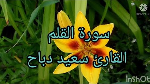 سورة القلم كاملة تلاوة هادئة تريح القلب بصوت سعيد دباح