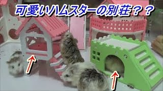 【ハムスター】このアイテムも可愛いですよ♪Pretty item of the hamster