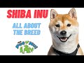 All About Dog Breed: Shiba Inu