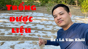 Trồng dược liệu - Mô hình trồng cây dược liệu phủ quỳ | Bác sĩ Lá Văn Khôi