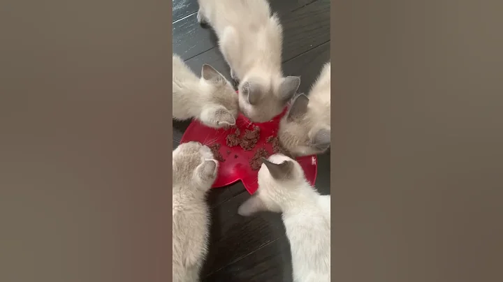 Watch the video about #cat #catlover #memes #cute #pets #explore #funny #apt #comedy #shorts #youtubeshorts #youtuber #mus