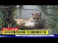 【CNN精選】加州街頭驚見美洲獅! 居民嚇壞急通報:怕寵物變牠午餐｜TVBS新聞