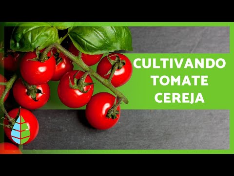 Vídeo: Cherry Tomates Crescidos em Ambientes Internos: Como Cultivar Tomates Cerejas em Ambientes Internos