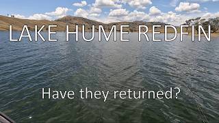 Lake Hume Redfin - have they returned