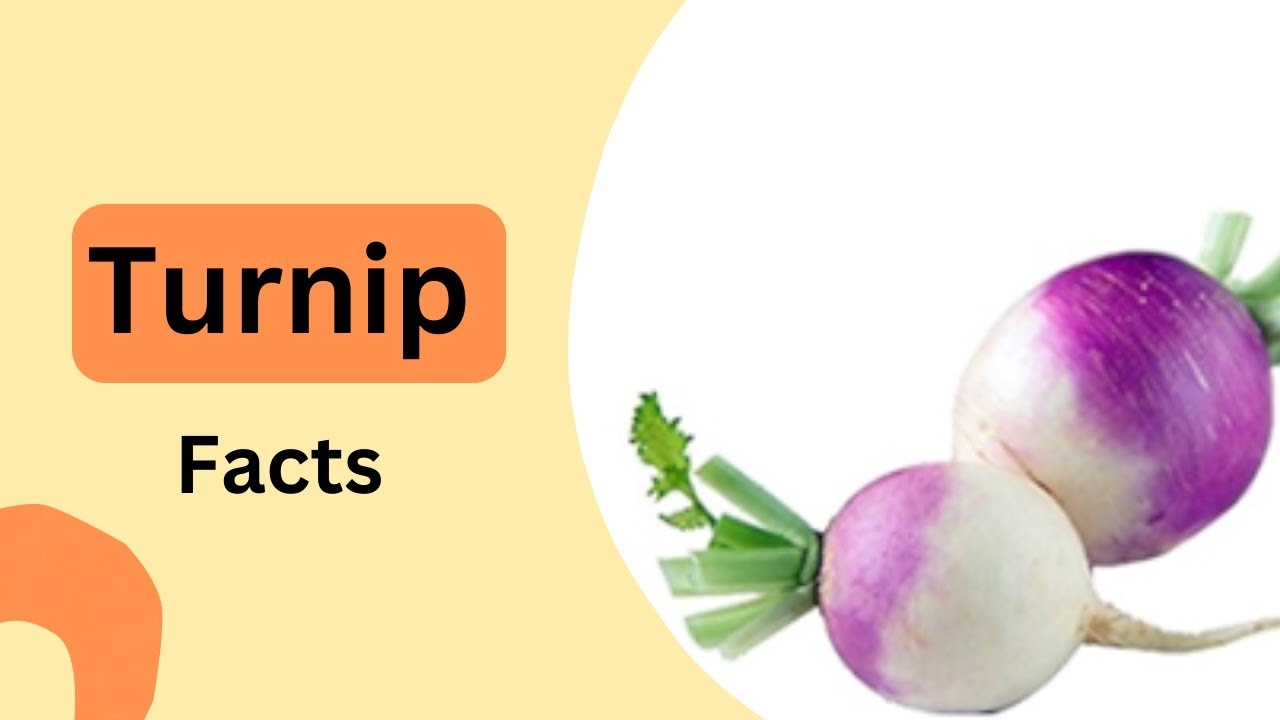 Turnip Facts YouTube