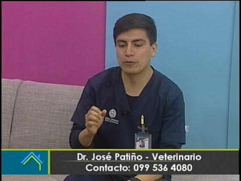 Enfermedades oculares en las mascotas