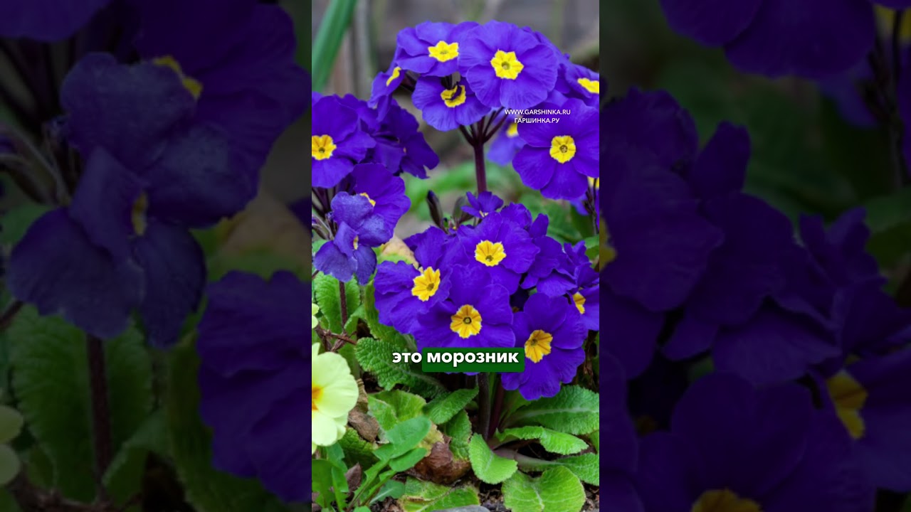 Топ-5 растений, которые дополнят хосты весной!