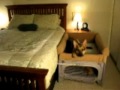 Bed Extender For Dogs