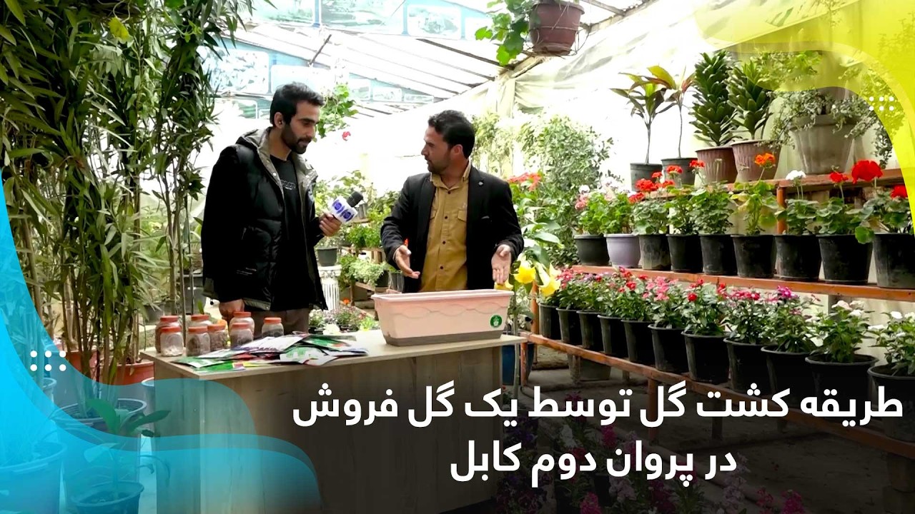 Flower Cultivation Techniques by a Florist in Parwan 2, Kabul