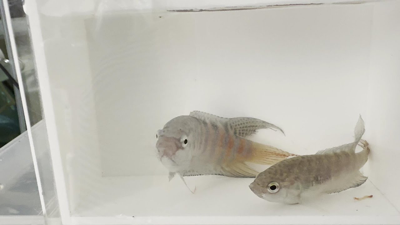 もはや幻となった琉球闘魚を語る - YouTube