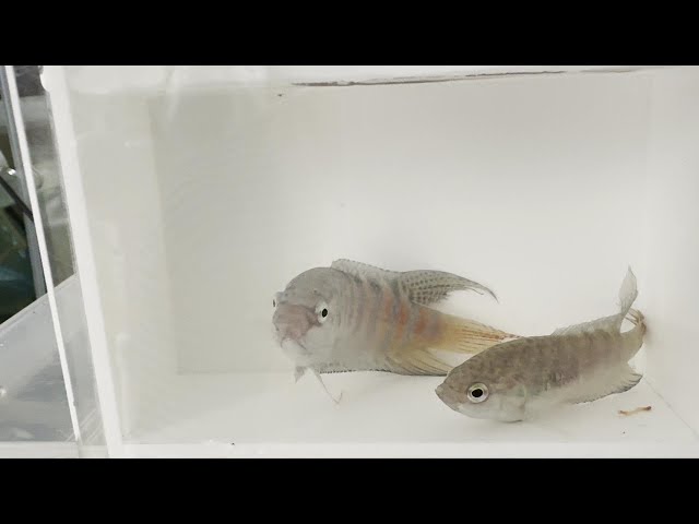 もはや幻となった琉球闘魚を語る - YouTube もはや幻となった琉球闘魚を語る - YouTube
