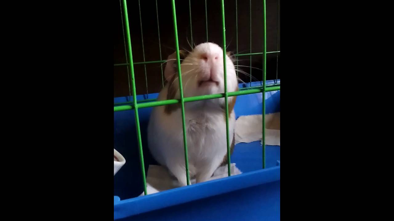 Морская свинка кушает капусту - YouTube