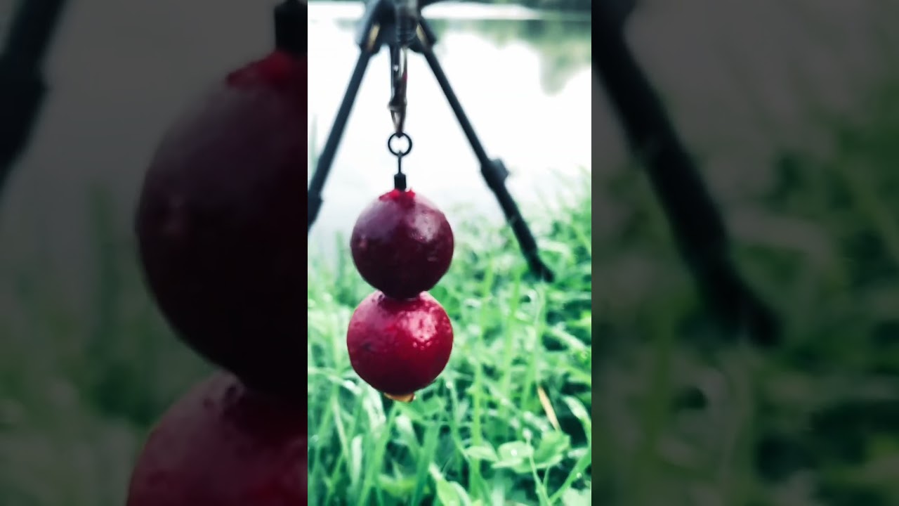 Double Strawberry Boilies CarpFishing 