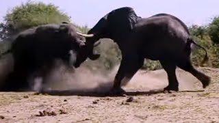 Elephant Fight Elephant Vs Giraffe Water Fight