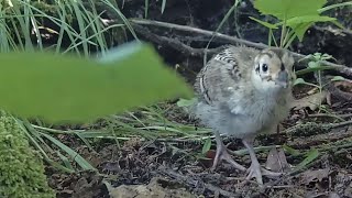 Jüngere Küken mit kleine natürliche Brüste Jüngere Küken mit kleine natürliche Brüste