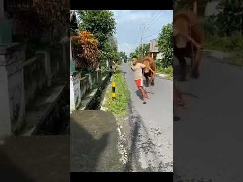 Video: Kenapa Anjing Saya Mempunyai Bubbles Air Di Bawah Kulit?