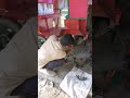 mushuk whels reparing