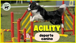 Cómo enseñar AGILITY a mi PERRO I Adiestrando Huellitas