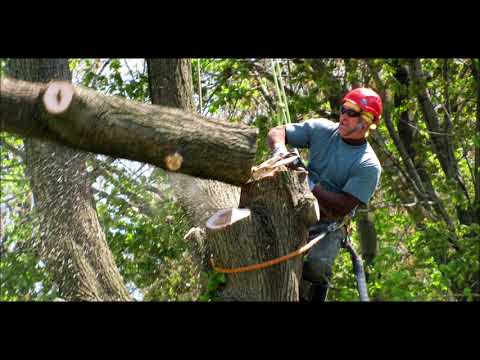 best-tree-removal-service-in-las-vegas-nv-|-service-vegas-(702)-514-3052