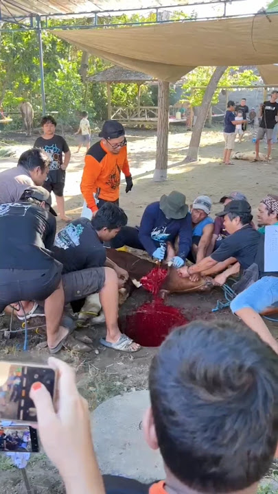 Proses Sembelih Hewan Qurban #qurban #iduladha2025 #harirayaqurban #iedadha #berqurban #sapi