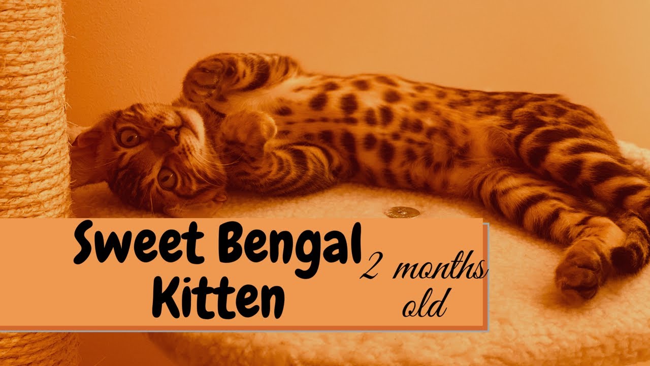 Bengal Kitten Purring (2 months old) YouTube