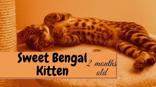 Bengal Kitten Purring (2 months old)