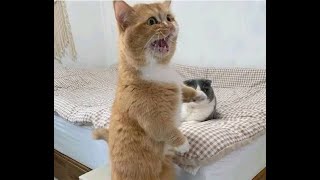 😺 Зачем нам второй кот?! 🐈 Смешное видео с котами и котятами для хорошего настроения! 😸