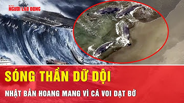 Tin thiên tai khẩn cấp: Sóng thần từ động đất 8.8 Kamchatka – Cá voi bờ, Nhật dừng mọi sự kiện