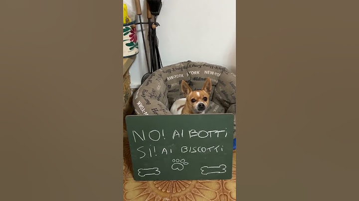 No ai botti #animali #pet #pets #cane #cani #capodanno #noaibotti #dog #dogs