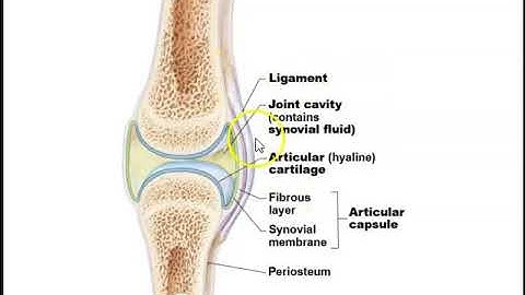 Human Anatomy Lecture  Ch 9 Joints Pt 1