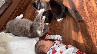 絶対に負けられない戦いがそこにはある猫　ノルウェージャンフォレストキャット　Scramble for paper bags Cat